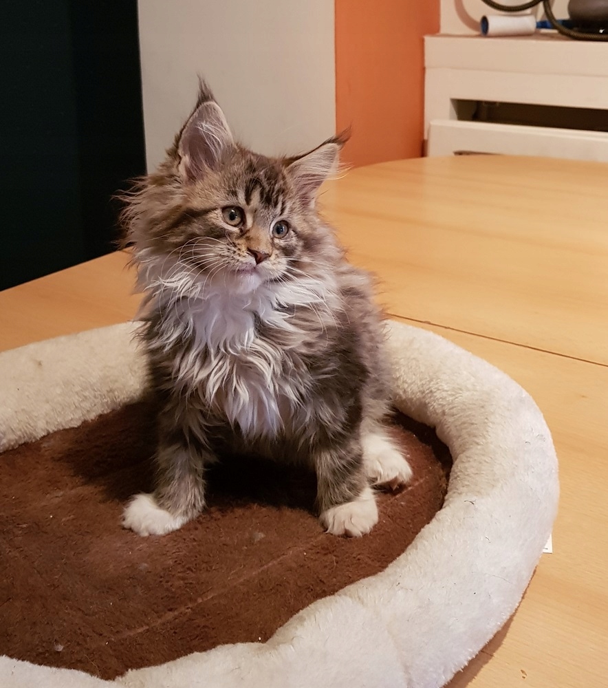 Kotka Maine Coon Rodowod 8119544373 Oficjalne Archiwum Allegro