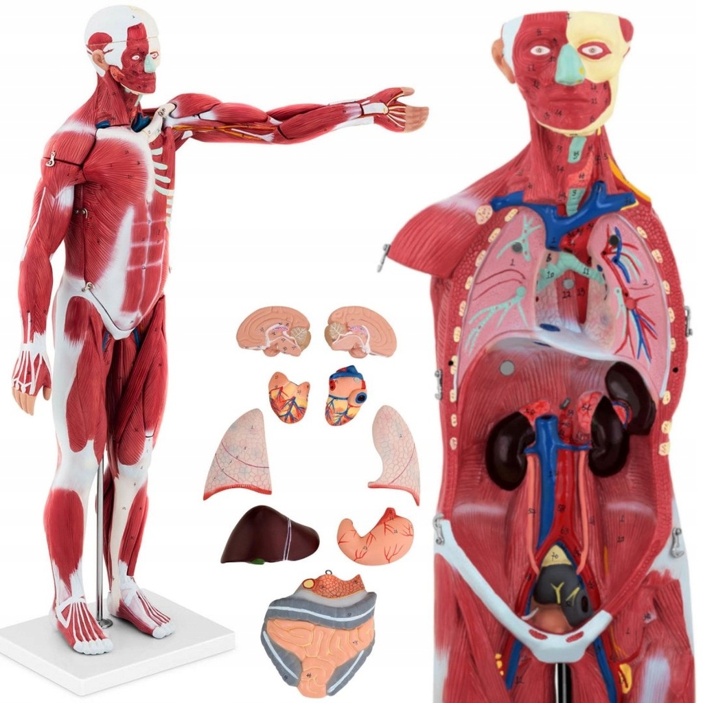 Model anatomiczny 3D ciała człowieka 27 elementów