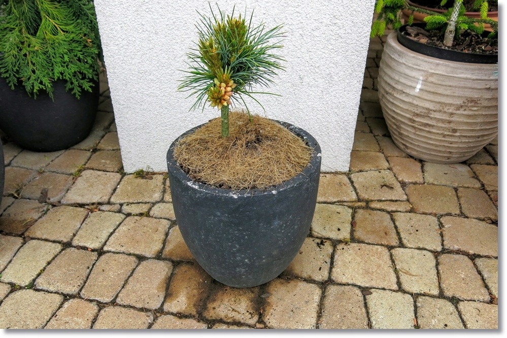 Pinus koraiensis 'China Boy' - Rarytas !!!