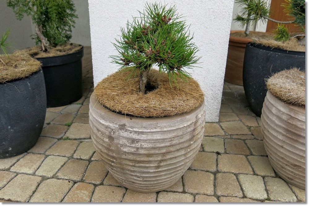 Pinus nigra SN-2 - Rarytas !!!