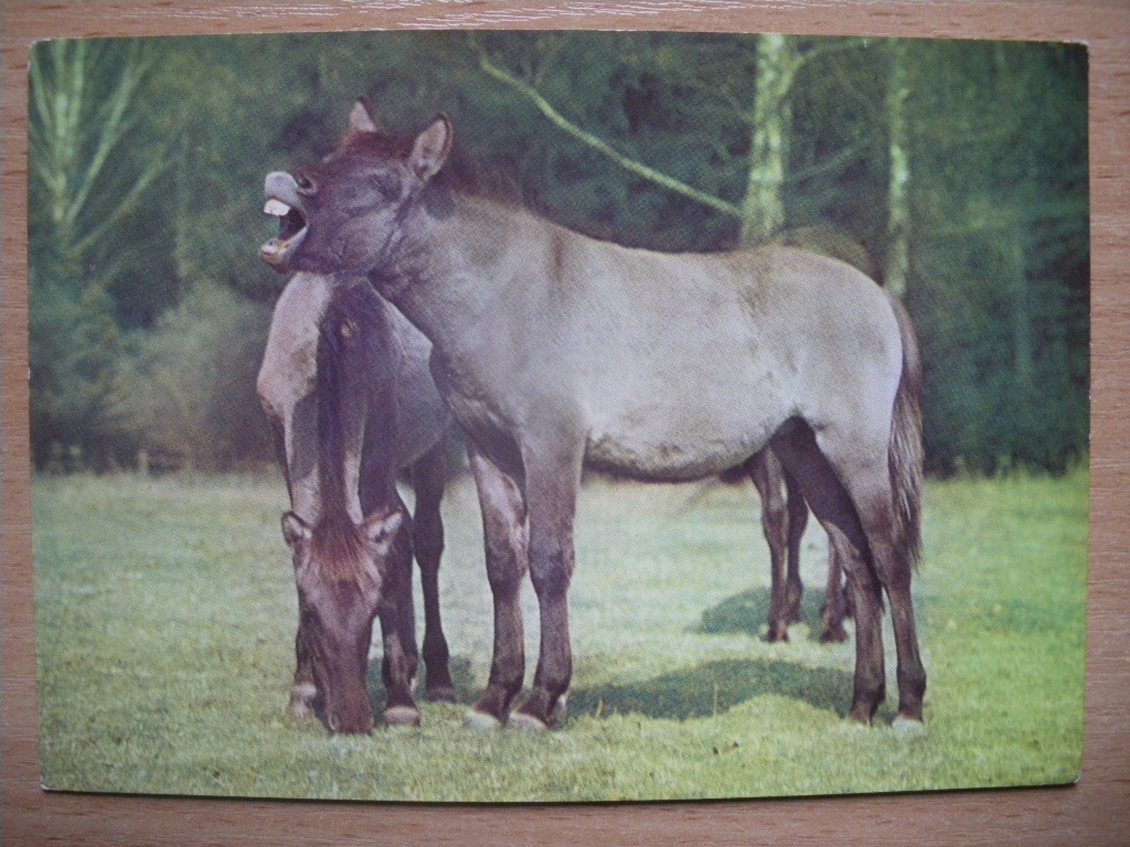 Koń konie Białowieski Park Narodowy Rezerwat Konik typu tarpan BW Ruch 1972