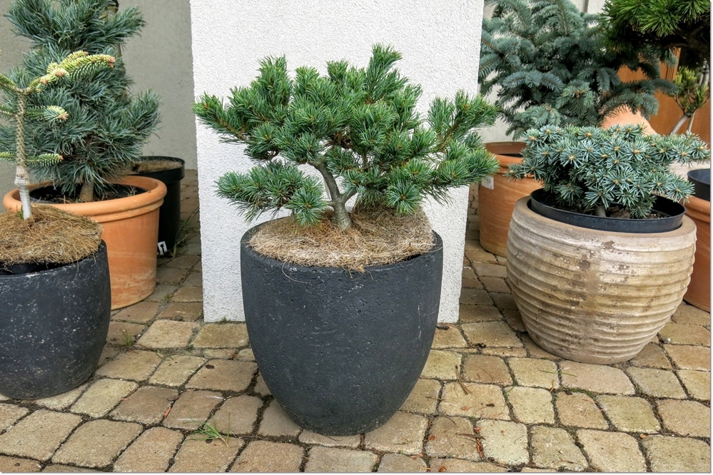 Pinus parviflora 'Cuddles' - Rarytas !!!