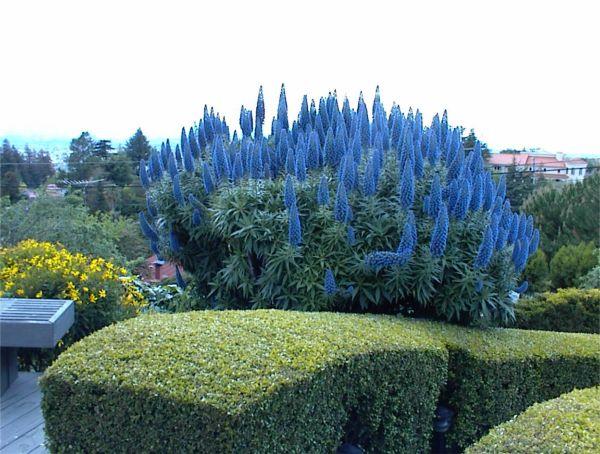 ŻMIJOWIEC ECHIUM FASTUOSUM sadzonki RARYTAS