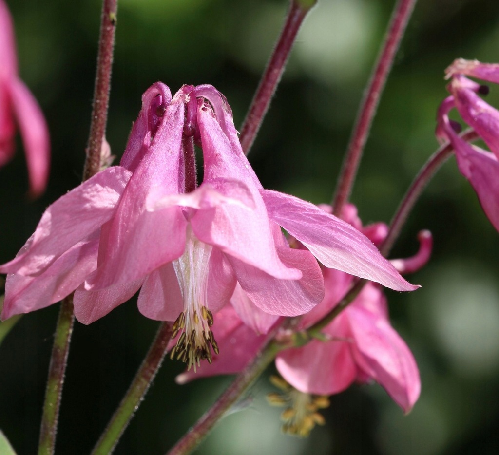 Orlik różowy- Aquilegia vulgaris