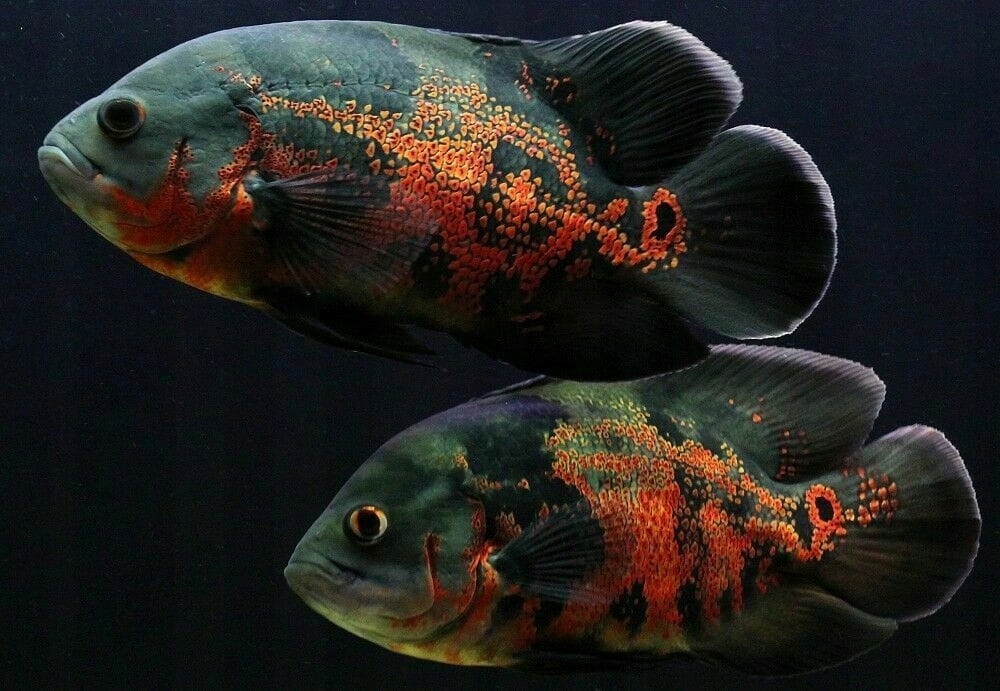 Pielęgnica Pawiooka - Astronotus Ocellatus