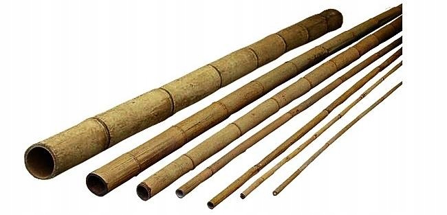 Tyczka bambusowa 20-22mm 120cm BAMBUS