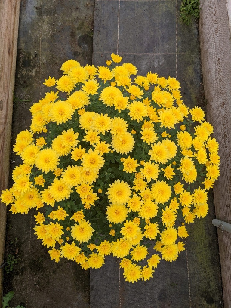 Chryzantema JASODA DARK YELLOW na 1 listopada DUŻA