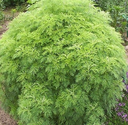 COLA BOŻE DRZEWKO SADZONKA ZIOŁO