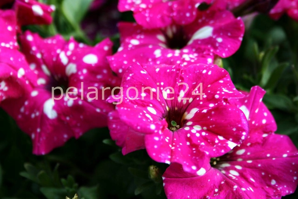 Surfinia petunia baby różowa ciapki x10szt.BD_23