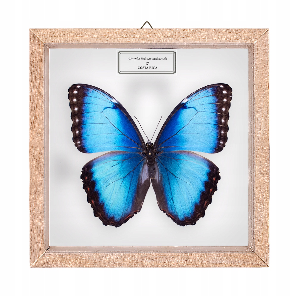 Motyl w gablotce Morpho helenor carillensis