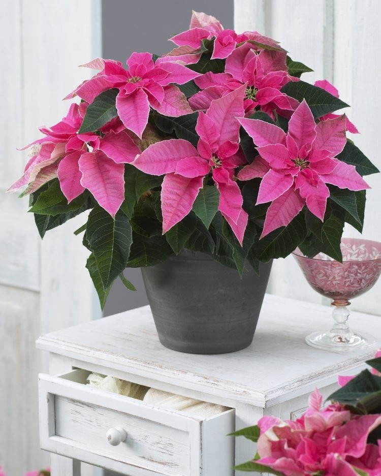 POINSETTIA HOT PINK | GWIAZDA BETLEJEMSKA RÓŻOWA