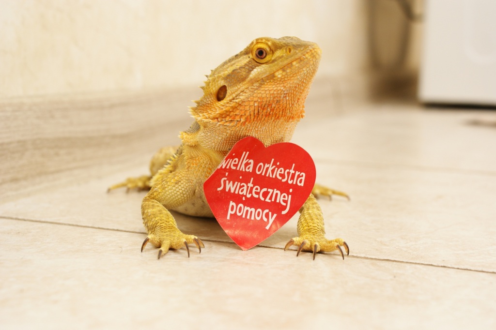 Agama brodata Pukis zbiera na WOŚP