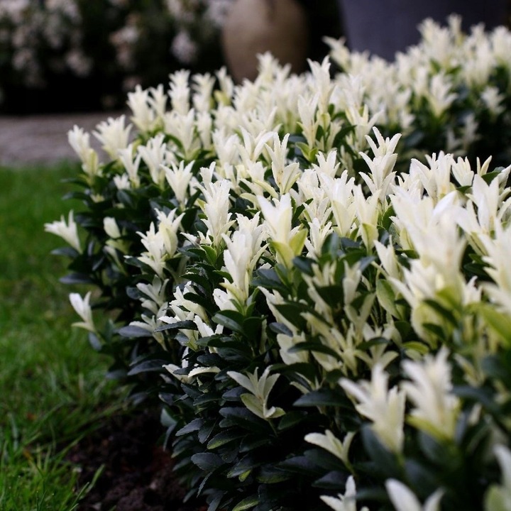 Trzmielina japońska 'Paloma Blanca ZIMOZIELONY KRZEW sadzonka pojemnik 0,5l
