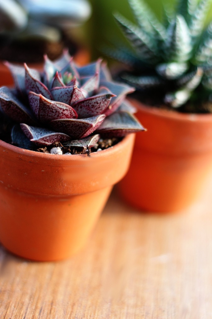 Купить Echeveria purpusorum … фиолетовая розетка: отзывы, фото, характеристики в интерне-магазине Aredi.ru