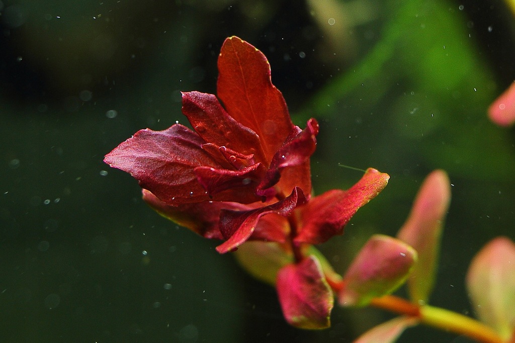 Купить Аквариумные растения Rotala MINI BUTTERFLY, РЕДКИЕ: отзывы, фото, характеристики в интерне-магазине Aredi.ru