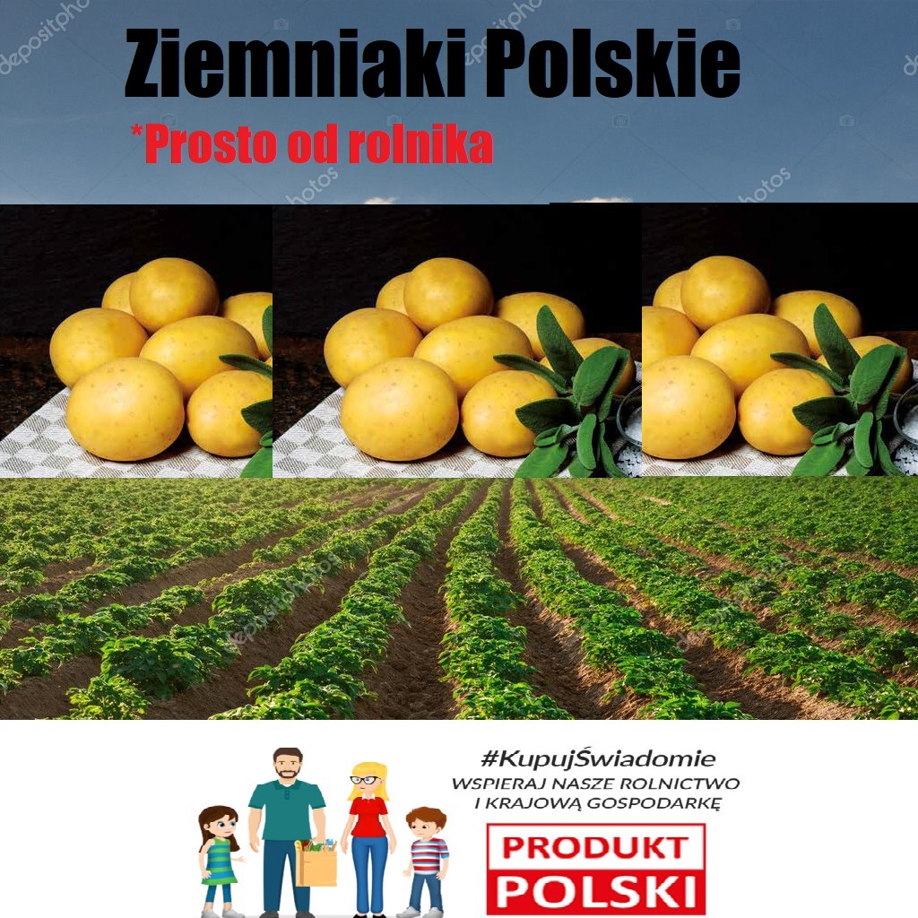 Ziemniaki Jadalne Madeira 2023 30kg Smaczne Rolnik