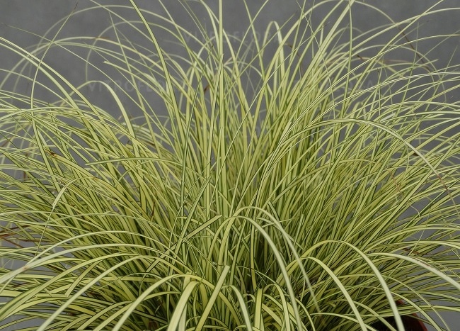 P11 TURZYCA Carex brunnea Jenneke KRZEWY24