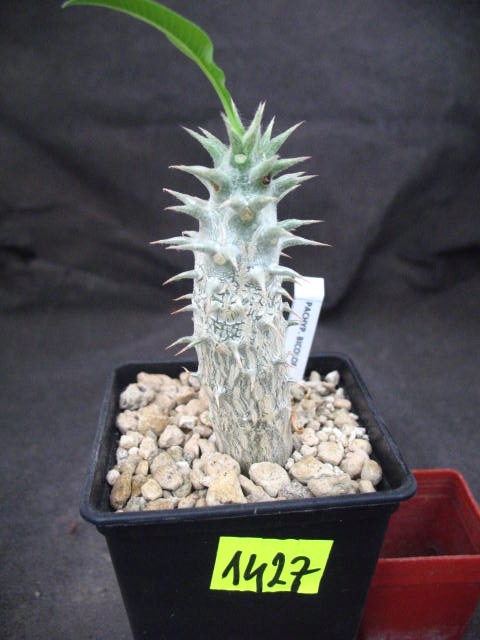 Pachypodium bicolor 1427 don 7x7cm PS1020D