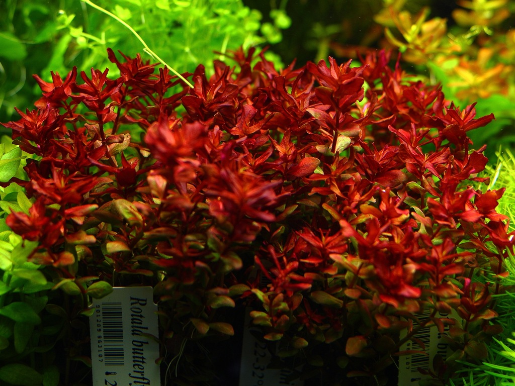 Купить Аквариумные растения Rotala MINI BUTTERFLY, РЕДКИЕ: отзывы, фото, характеристики в интерне-магазине Aredi.ru