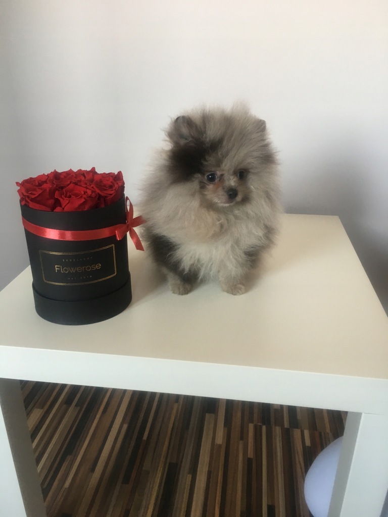 Szpic Miniaturowy Pomeranian typ BOO piesek UNIKAT 7956198719