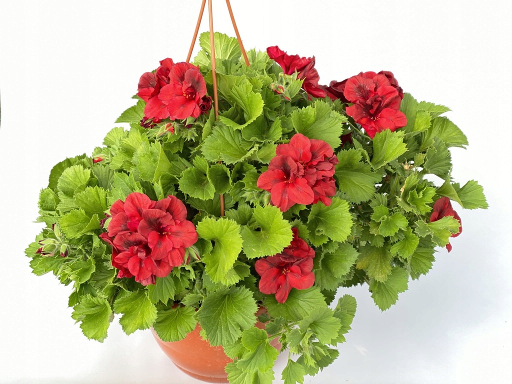 Pelargonia angielska GRANDIFLORUM Elegance Franny - 13479360194 ...