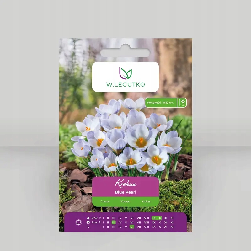 Krokus Blue Pearl niebieski 7 szt. - W. Legutko
