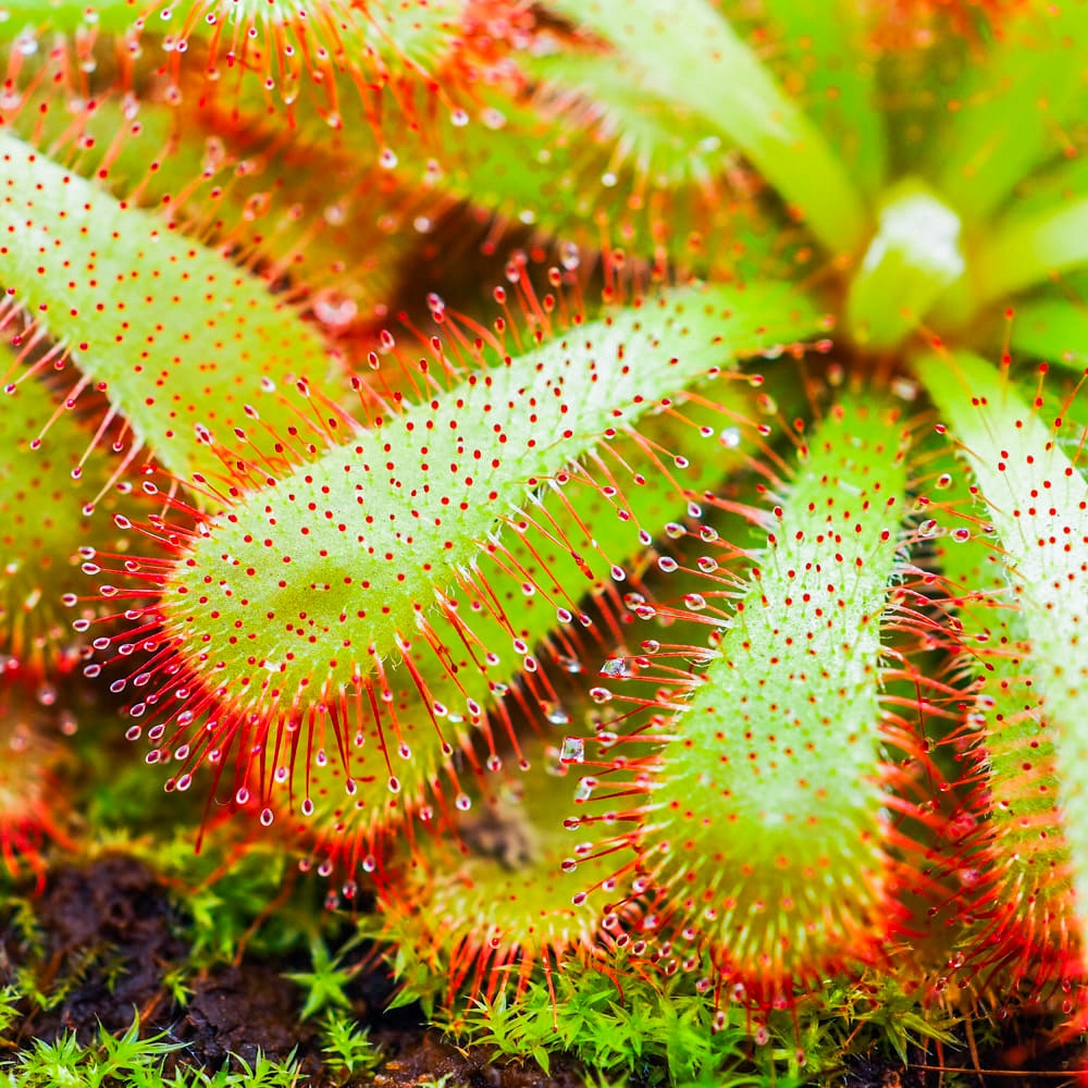 Drosera Aliciae ROSICZKA OWADOŻERNA Nieszkodliwa Klejąca Roślina Na Muszki