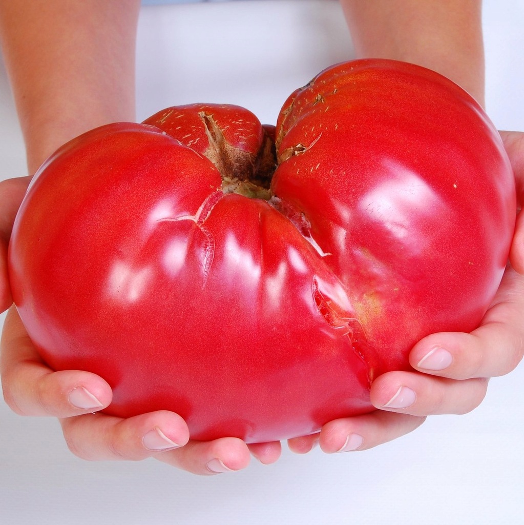 pomidor-malinowy-olbrzym-smaczny-najwi-kszy-do-1kg-11360802651