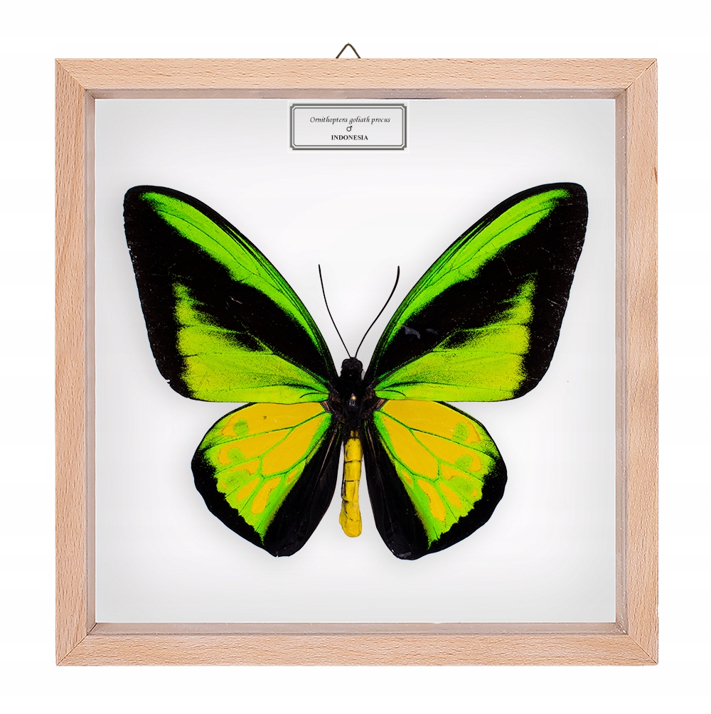 Motyl w gablotce Ornithoptera goliath procus
