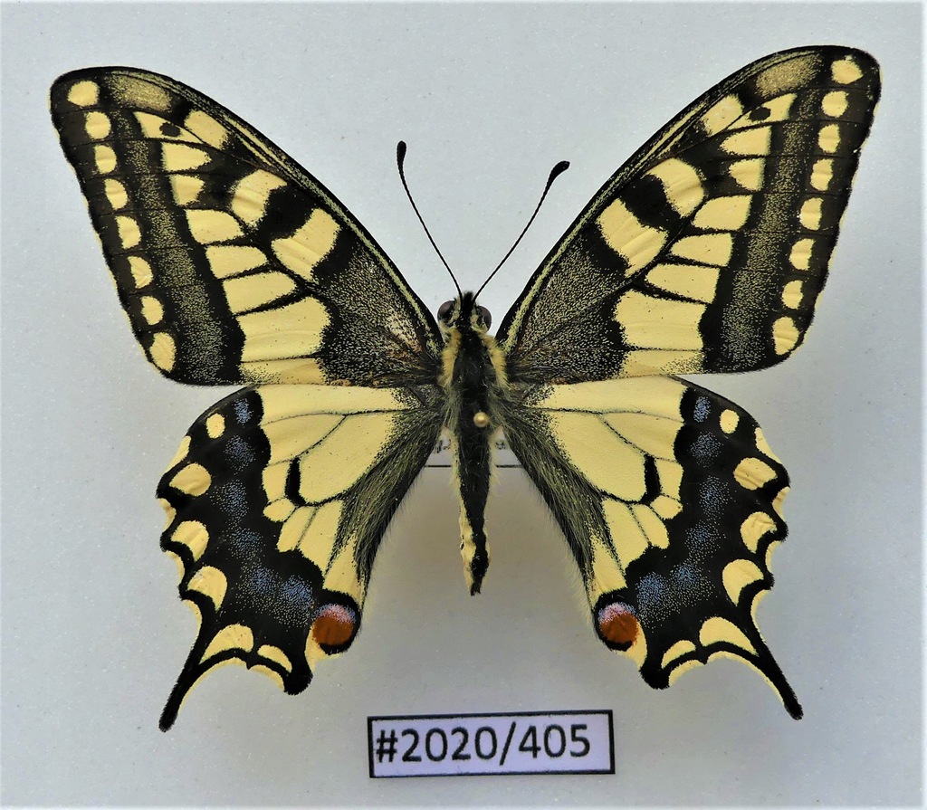 Motyl Papilio machaon samiec 62mm SUPER JAKOŚĆ !