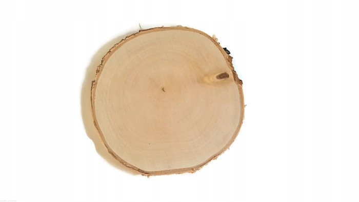 Plastry drewniane krążki drewna Brzoza 10-15 cm