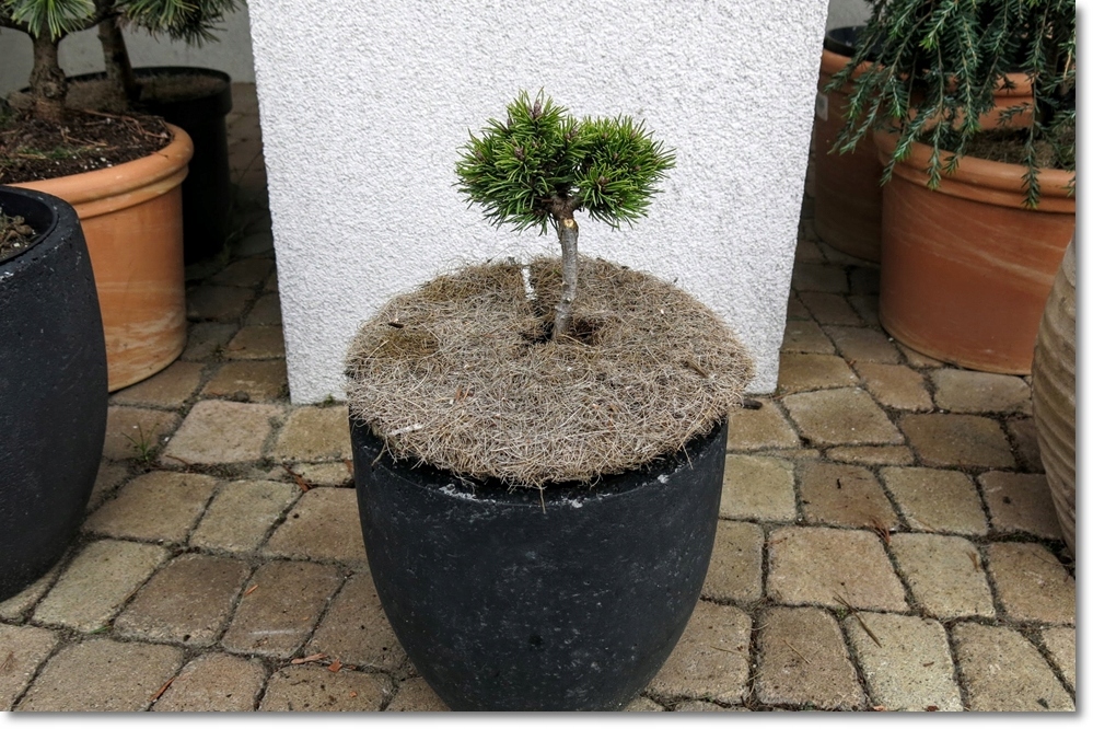 Pinus mugo Bonsai Kramer - Super karzełek !!!