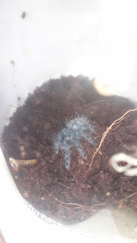 Caribena Versicolor