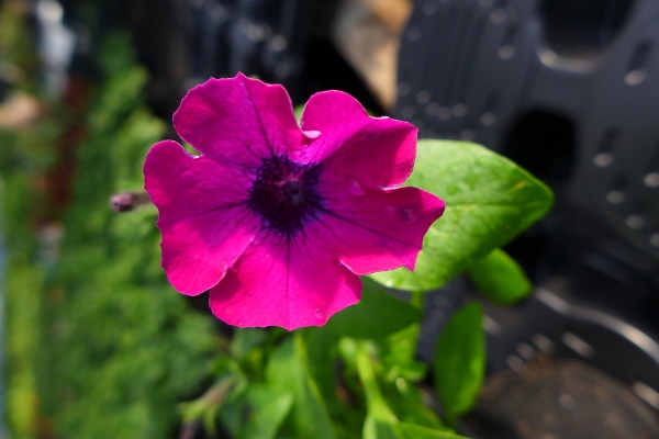 SURFINIA PETUNIA ZWISAJĄCA VIVINI BURGUNDY DUŻE