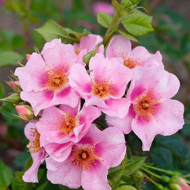 Róża parkowa ORIENTA LAILA - goły korzeń klasa A