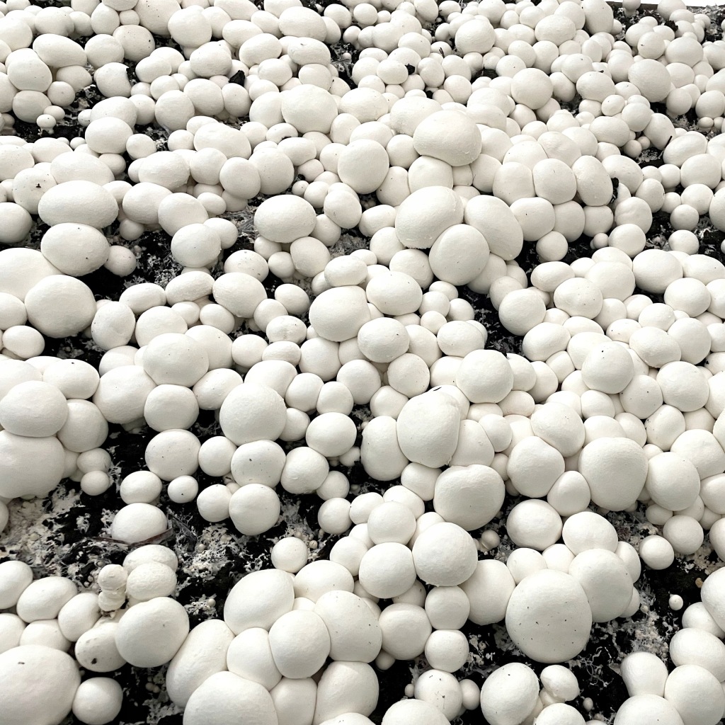 GRZYBNIA PIECZARKI BIAŁEJ BALOT 20KG+INSTRUKCJA+GWARANCJA NUMER 1 W POLSCE