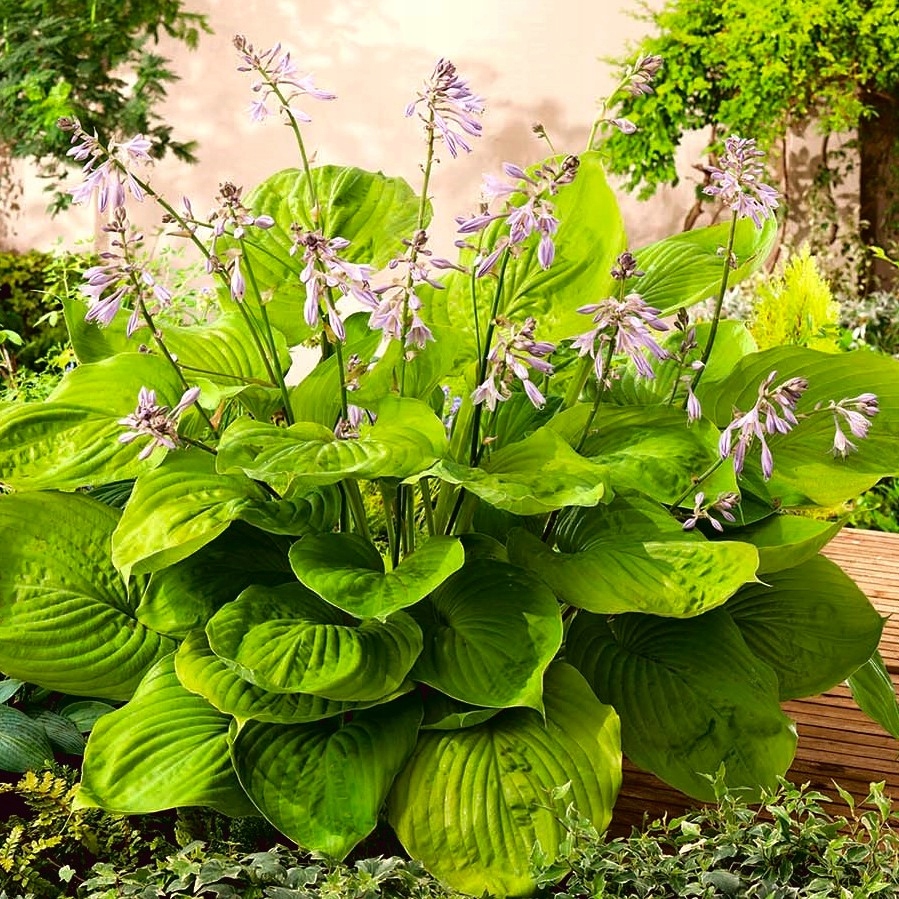 Funkia - Hosta Sum and Substance - Sadzonka