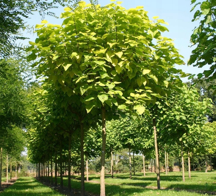 Купить Catalpa AUREA Catalpa Katalpa Nana PA 120-140см C5: отзывы, фото и характеристики на Aredi.ru (9778552122)