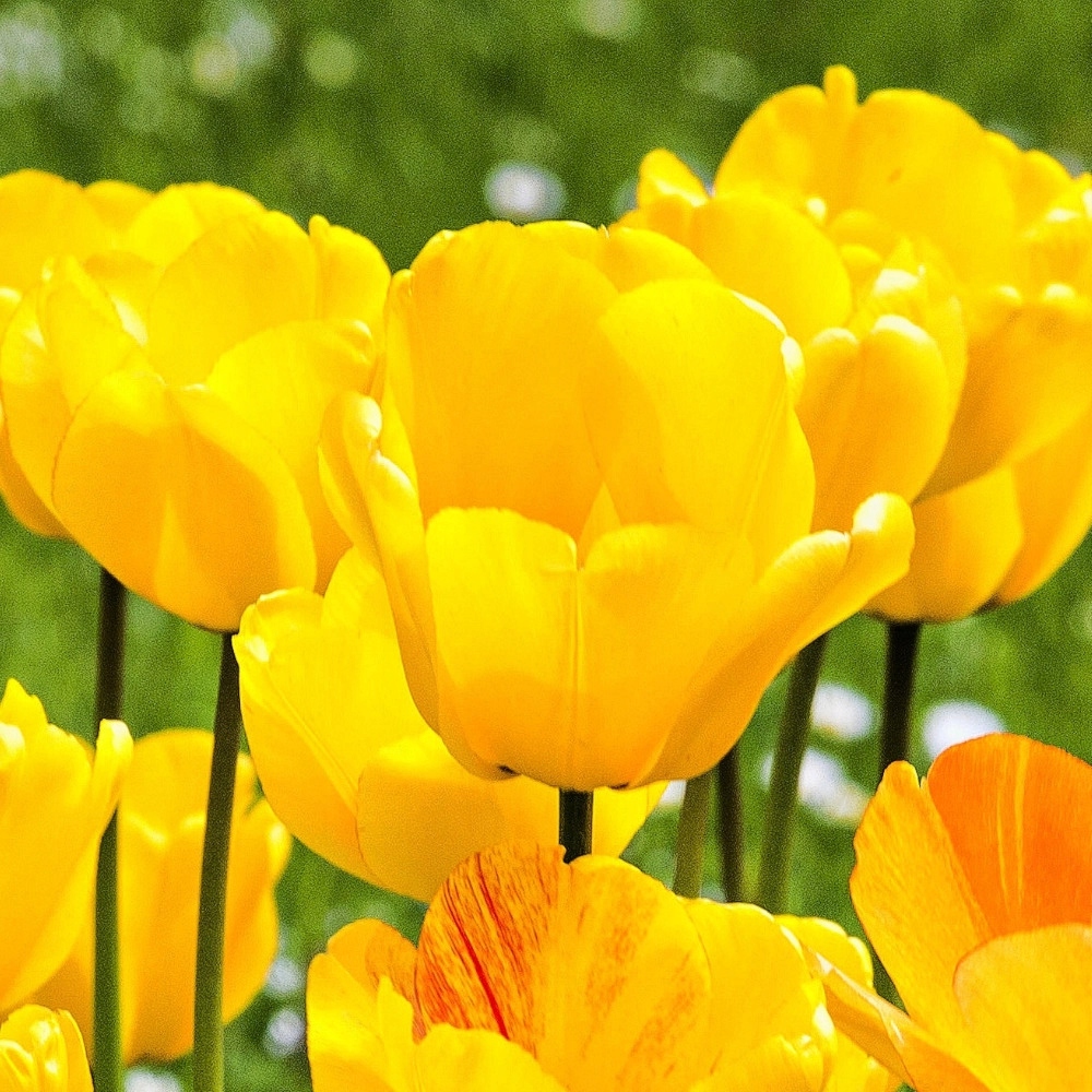 TULIPAN ŻÓŁTY YELLOW cebule tulipany 5szt