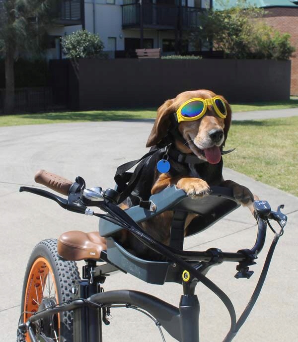 Fotelik rowerowy dla psa buddyrider 8355914851 oficjalne archiwum