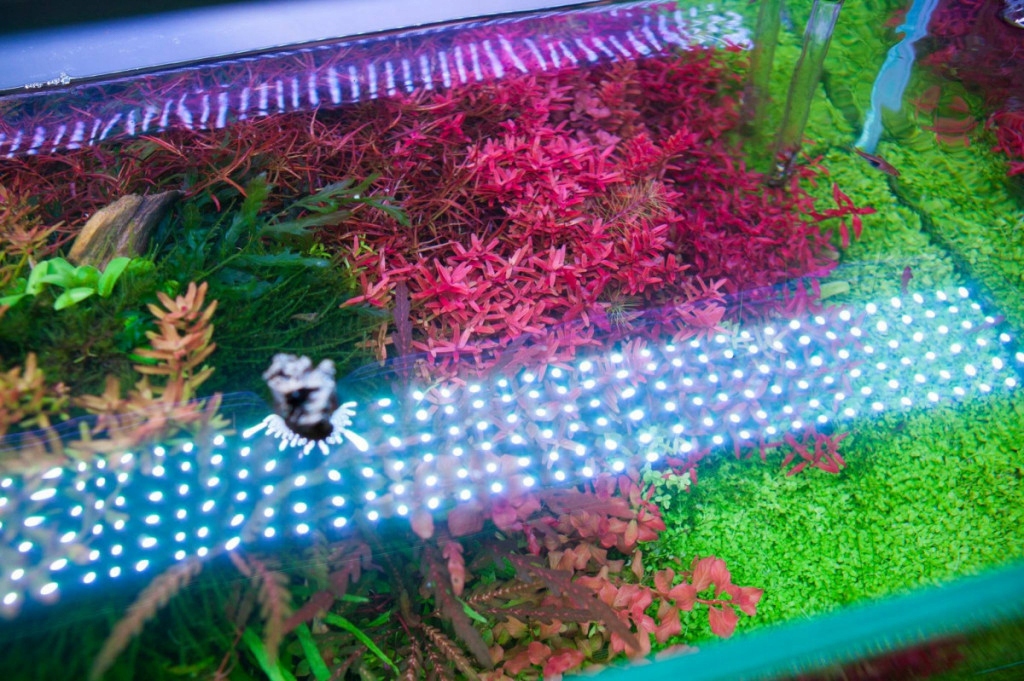 Купить Chihiros RGB A601 Plus 60 см 45 Вт с контроллером: отзывы, фото ...