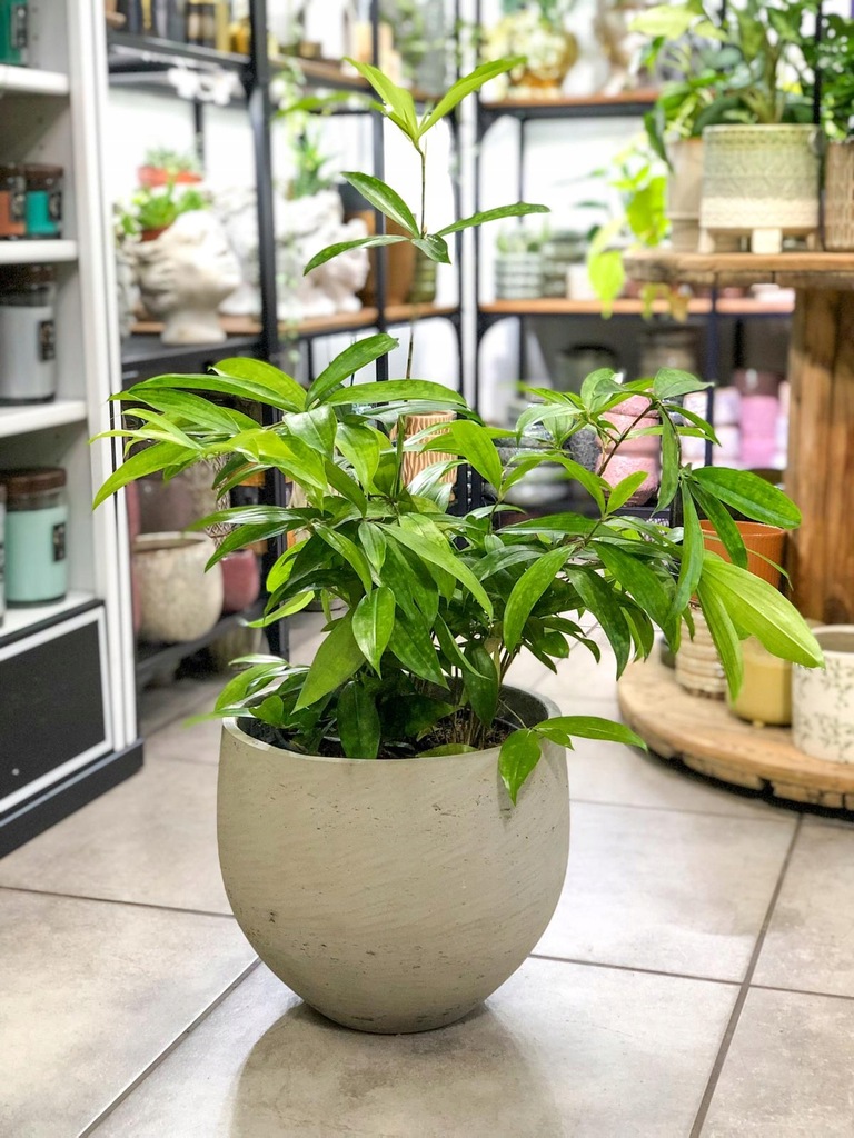 Dracena surculosa Aurea japoński Bambus 80 cm
