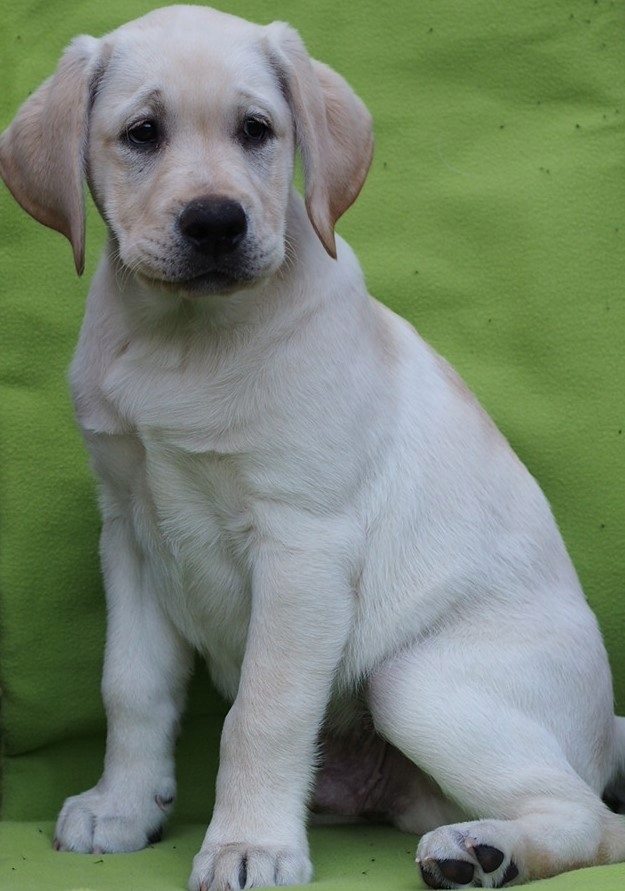 Labrador retriever biszkoptowy piesek