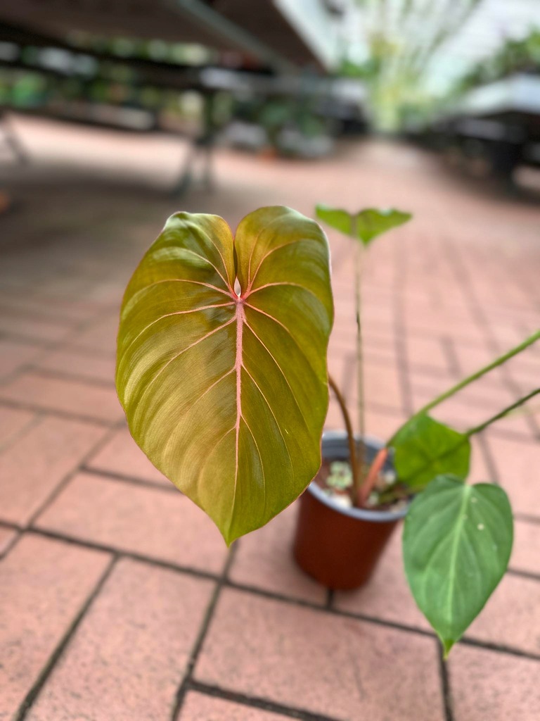 Philodendron Pink Glory PREORDER | Nowość !