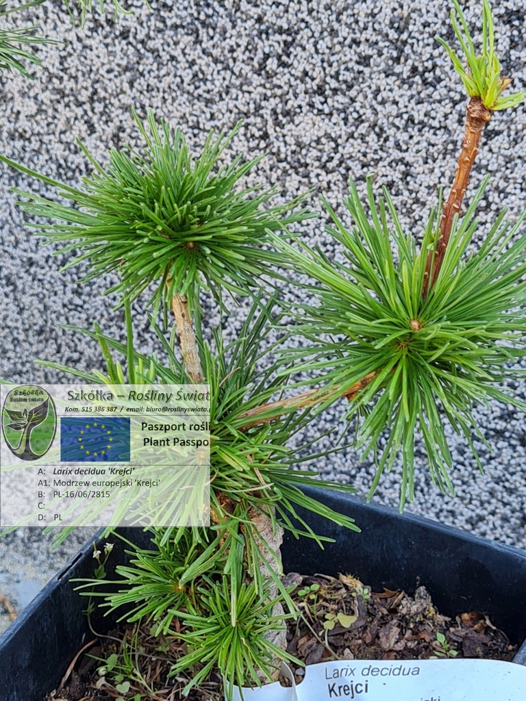 Modrzew europejski 'Krejci' -Larix decidua'Krejci'