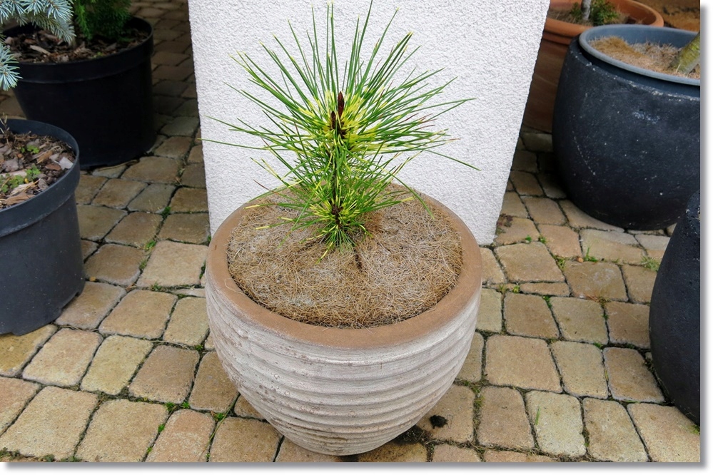 Pinus densiflora Rainbow - śliczna !!!