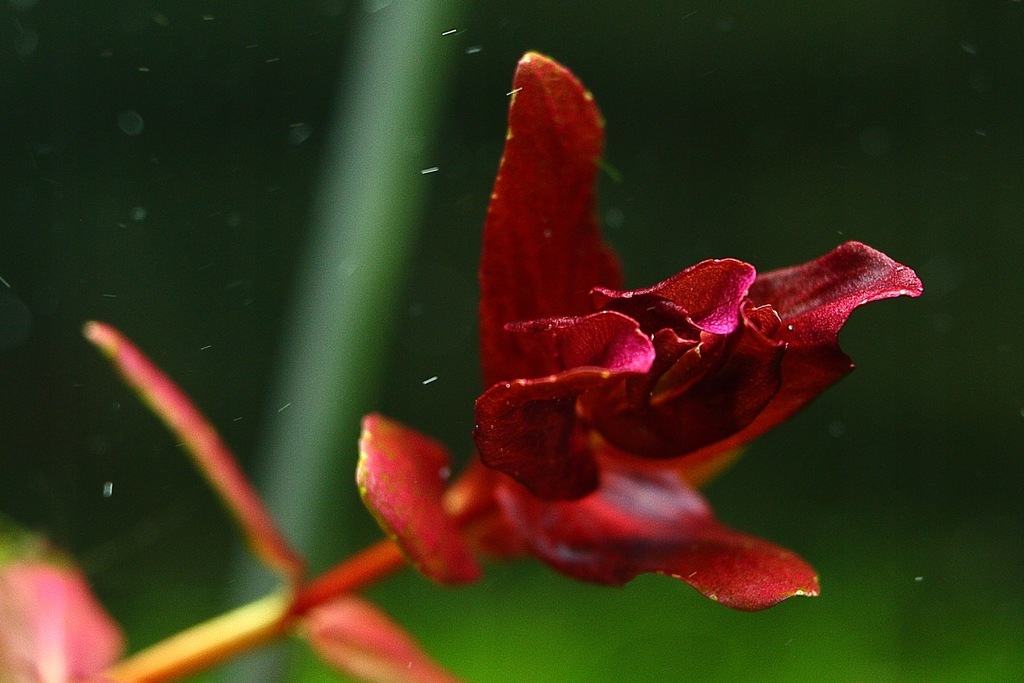 Купить Аквариумные растения Rotala MINI BUTTERFLY, РЕДКИЕ: отзывы, фото, характеристики в интерне-магазине Aredi.ru