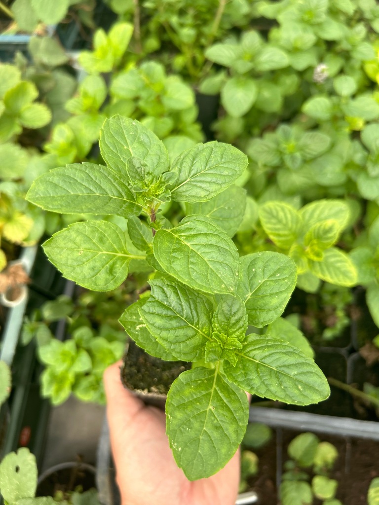 Mięta porzeczkowa sadzonka w doniczce Mentha