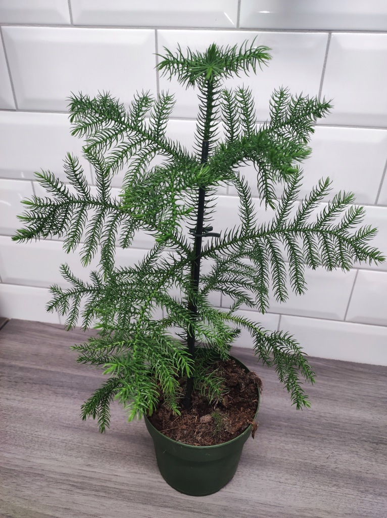 Araukaria heterophylla doniczkowa HEAT PACK GRATIS