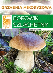 Grzybnia Mikoryzowa Borowik Szlachetny Boletus